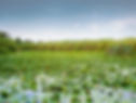 Lily Pad Pond